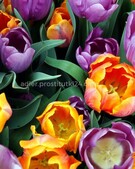 Анкета проститутки Ксюша - метро Строгино, возраст - 34