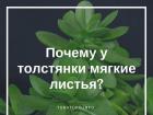 Почему толстянка сбрасывает листья и как предотвратить это явление