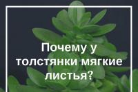 Почему толстянка сбрасывает листья и как предотвратить это явление